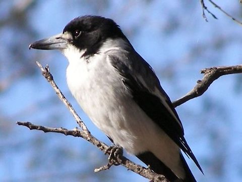 grey butcherbird grey butcherbird adult showing the typical adult plumage  Australia,Cracticus torquatus,Geotagged,Grey Butcherbird