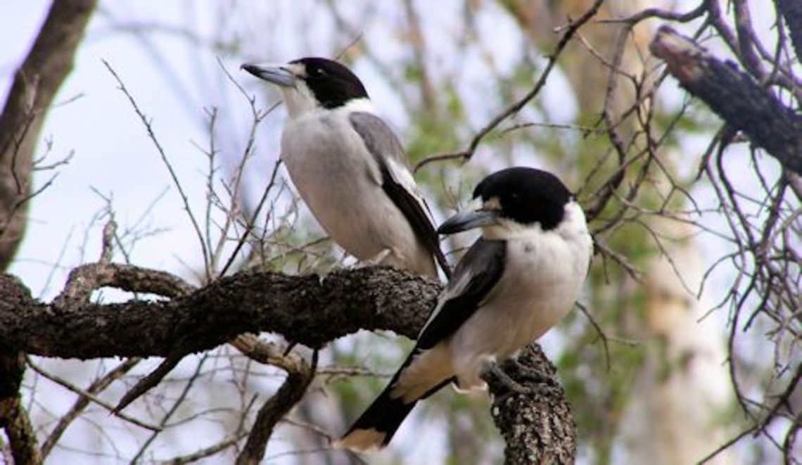 grey butcherbirds pair of grey butcherbirds these bird have a very strong family unit they do everything together, last years young will actively hunt and feed the new young birds creating family groups of 5 or 6 birds before the older offspring go it alone they are also very territorial defending their hunting grounds with song and aerial displays of incredible flying abilities...named after their habit of hanging their prey in trees Australia,Cracticus torquatus,Geotagged,Grey Butcherbird,central queensland