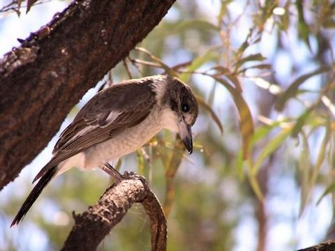 grey butcherbird juvenile grey butcherbird from central queenslands gemfields ...this young butcherbird was a resident camper on the gemfields he would hang around roosting close by happily singing and keeping an eye on us, while a juvenile they still wear a brown plumage yet to grow into their grey black and white adult outfit related to the pied butcher bird  Australia,Cracticus torquatus,Geotagged,Grey Butcherbird