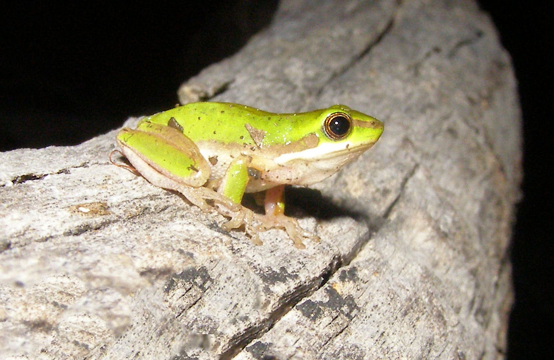 northern dwarf tree frog We first met this little beauty on baffle creek in north queensland  The northern dwarf tree frog is small, slender tree frog growing up to 30 mm in length. The dorsal surface is green and is bordered by a bronze stripe that runs along the sides, from the shoulder to the groin. A white stripe runs along the upper lip to the base of the arm and may continue on to the groin. The belly is granular and white or pale yellow. The iris is golden and the tympanum is distinct. There is orange in the groin and thigh. The fingers have a trace of webbing and the toes are half to three-quarters webbed. Australia,Geotagged,Litoria bicolor,Northern dwarf tree frog,baffle creek,coast,north queensland