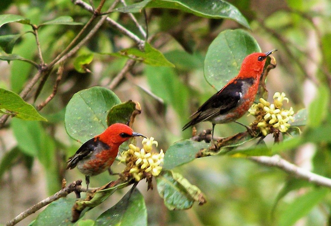 scarlet honeyeaters It is the smallest honey-eater in Australia. The male is a striking bright red with black wings; the female is entirely brown from atherton tableland far north queensland, technically named Scarlet Myzomela  also known as Crimson Honeyeater, Scarlet Honeyeater, Sanguineous Honeyeater or, colloquially, Bloodbird, is a small passerine bird of the Honeyeater family Meliphagidae native to the east coast of Australia, Indonesia and New Caledonia.  Australia,Bloodbird,Crimson Honeyeater,Geotagged,Myzomela sanguinolenta,Sanguineous Honeyeater,Scarlet Honeyeater,Scarlet Myzomela,atherton tableland,far north queensland
