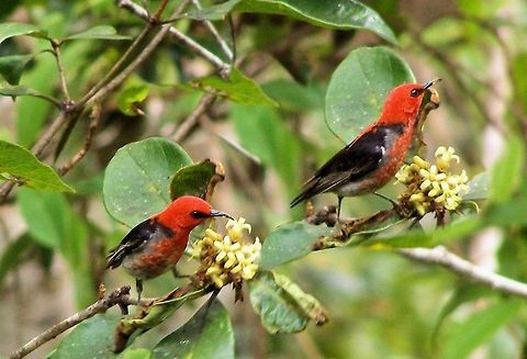 scarlet honeyeaters It is the smallest honey-eater in Australia. The male is a striking bright red with black wings; the female is entirely brown from atherton tableland far north queensland, technically named Scarlet Myzomela  also known as Crimson Honeyeater, Scarlet Honeyeater, Sanguineous Honeyeater or, colloquially, Bloodbird, is a small passerine bird of the Honeyeater family Meliphagidae native to the east coast of Australia, Indonesia and New Caledonia.  Australia,Bloodbird,Crimson Honeyeater,Geotagged,Myzomela sanguinolenta,Sanguineous Honeyeater,Scarlet Honeyeater,Scarlet Myzomela,atherton tableland,far north queensland