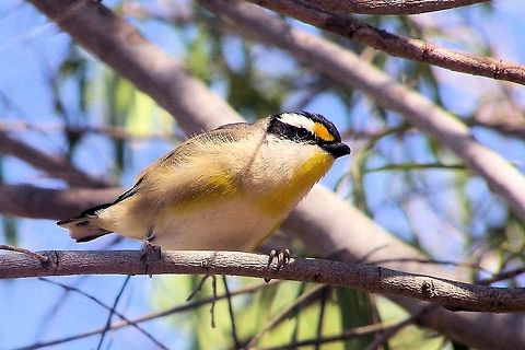 striated pardalote female striated pardalote from central queensland gemfields sit paitently above a sapphire dig watching her mate dig a burrow in the wall of the hole i was digging in  Australia,Geotagged,Pardalotus striatus,Striated Pardalote,central queensland,chip chip,gemfields