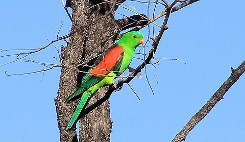 Red-winged Parrot Aprosmictus erythropterus central queensland gemfields these beautifully coloured parrots are related to the king parrot usually seen in pairs or just booting through the forest a fast low flyer, flashing their red wings as they go, only coming to ground to drink but being into berries flowers and insects will happily feed nearby for a good photo op!﻿ Aprosmictus erythropterus,Australia,Geotagged,Red-winged Parrot,central queensland,gemfields