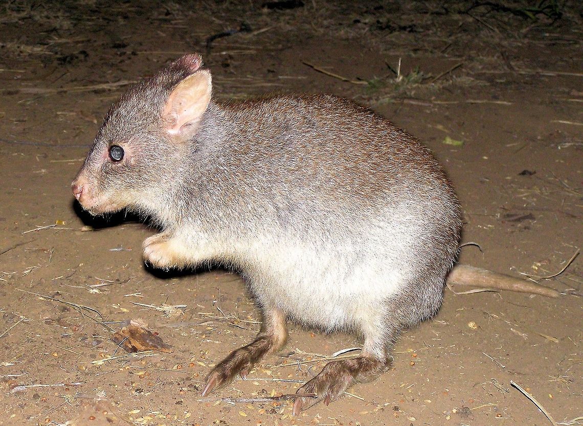 rufous rat-kangaroo (Aepyprymnus rufescens) also known as the rufous bettong, wikipedia claims theyre about the size of a full grown rabbit but this is not very accurate this is a juvenile bettong and she would have been about 60cm tall ...also from the central queensland gemfields they are nocturnal and is the only member of its genus, and is the largest of all the potoroids smaller relatives of the kangaroos and wallabies, and may be ancestral to that group. Aepyprymnus rufescens,Australia,Geotagged,Rufous rat-kangaroo,australian native,kangaroos,marsupials,potoroids,wallabies