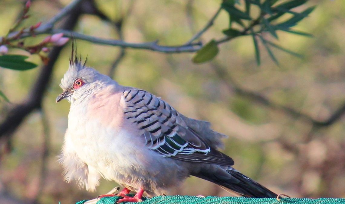 Crested Pigeon  also commonly misidentified  as the Top Notch Pigeon is a bird found widely throughout mainland Australia except for the far northern tropical areas. It is the only member of the genus Ocyphaps. There are only two Australian pigeon species that possess an erect crest, being the Crested Pigeon and the Spinifex Pigeon. The Crested Pigeon is the larger of the two species. Australia,Crested Pigeon,Geotagged,Ocyphaps lophotes,Top Notch Pigeon,toppy