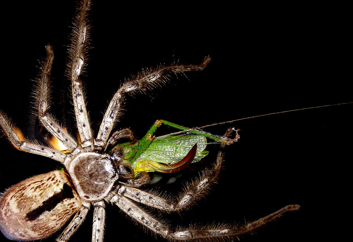 Grey Huntsman Grey Huntsman Holconia immanis, family Sparassidae atherton tableland far north queensland australia<br />
These huge huntsman spiders are as big as an adults hand and can be heard walking along the walls or across a window as with this one devouring some sort of green hopper! Some people claim these spiders actually scream, i think we know whos doing the screaming! Australia,Geotagged,Grey Huntsman.Holconia immanis,atherton tableland,australia,far north queensland