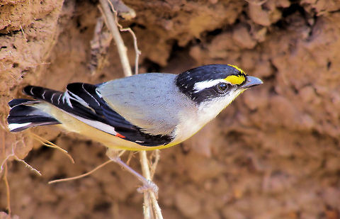 striated pardalote male striated pardalote busy digging a burrow in a sapphire hole alongside of me using a root stalk to anchor himself to for purchase as the wash is very compact and tight an alluvial layer deposited over a million years ago but it didnt stop him from digging a good size burrow completely disappearing into the hole, also on the central queensland gemfields a brilliant place for a gemstone and/or birdwatching holiday Australia,Geotagged,Pardalotus striatus,Striated Pardalote,birdwatching,central queensland,gemfields