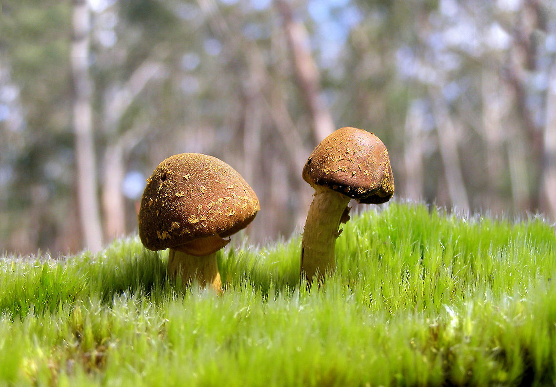 macro mushrooms these little mushrooms were photographed in the Kuipto forest in south australia  Australia,Geotagged,Spring,macro mushrooms