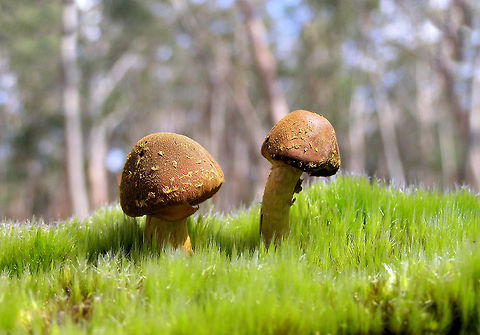 macro mushrooms these little mushrooms were photographed in the Kuipto forest in south australia  Australia,Geotagged,Spring,macro mushrooms