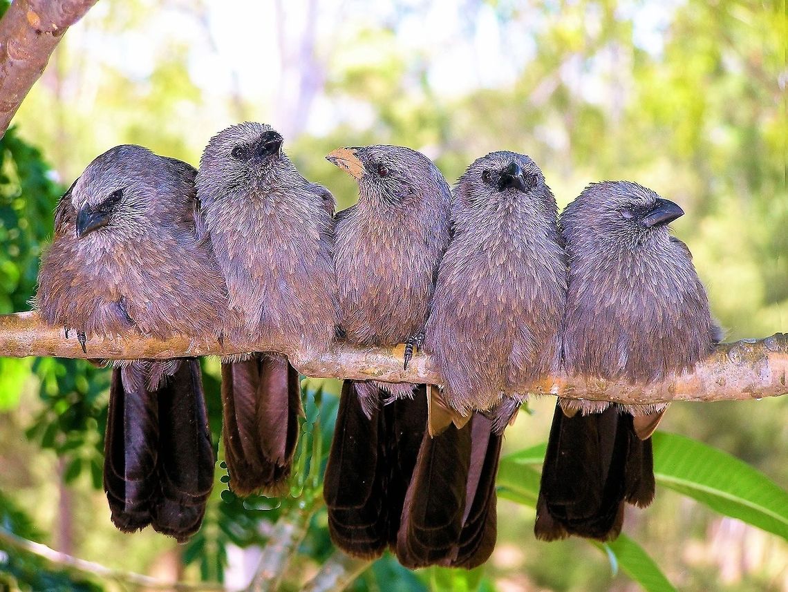 apostlebirds Struthidea cinerea  central queensland gemfields taking a break after some afternoon nest building  being a mud-nest builder evident by someone not washing up after work﻿....The Apostlebird was named after the Biblical apostles, the twelve followers of Jesus Christ In fact, the species travel in family groups of between 6 and 20, which may coalesce with other family groups into large feeding flocks of over 40 Apostlebird,Australia,Geotagged,Struthidea cinerea,central queensland,gemfields,mud-nest builder