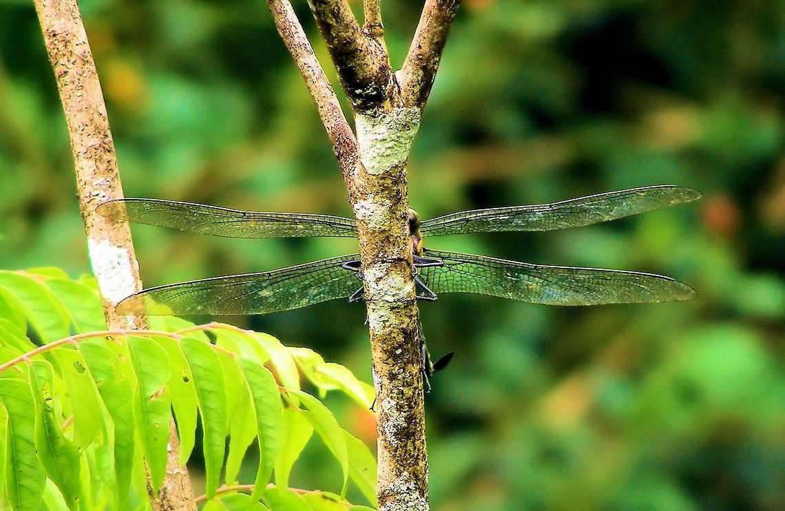 giant petaltail dragonfly  Petalura ingentissima, has been described as the world&#039;s largest dragonfly, with a wingspan of 160 mm. It is found in Queensland, Australia. the larvae are unusual in that they live in burrows along the river margin and hunt passing prey!<br />
this was the only shot i got as the next day he was caught and eaten by a golden orb spider﻿ Australia,Geotagged,Petalura ingentissima,atherton tableland,dragonfly,far north queensland,giant petaltail