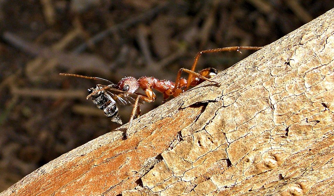 australian bull ant   Myrmecia deep creek conservation park south australia<br />
these big bull ants have a nasty powerful bite penetrating straight through jeans with no effort, and can grow to over 40 mm (1.6 in) also called an inch ant or a bulldog ant..this one has a european honey bee well in hand!they are usually seen alone, which I feel is a good thing! not to be sat on or teased as their venom can induce anaphylactic shock in allergic sting victims! know to follow you home for revenge so dont let them see your face if confronted!<br />
weird fact<br />
&quot;The bulldog-ant displays the most extraordinary will to live for if it is cut in two, a battle begins between the head and the tail. The head seizes the tail in its teeth, and the tail defends itself bravely by stinging the head: the battle may last for half an hour, until they die or are dragged away by other ants. This contest takes place every time the experiment is tried&quot;(wiki)﻿ Australia,Geotagged,Myrmecia,Myrmecia pyriformis,australia,bull ant,bull ants,bulldog ants,deep creek,inch ants,sergeant ants,south australia