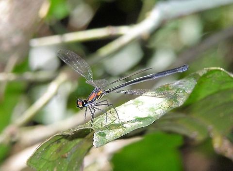 Orange Threadtail Damselfly - Nososticta solida  Gillies Range far north queensland this little beauty was just hanging out along a springfed creek resting quietly and happy to be photographed free of charge  ﻿ Australia,Damselfly,Geotagged,Gillies Range,Nososticta solida,Orange Threadtail,far north queensland
