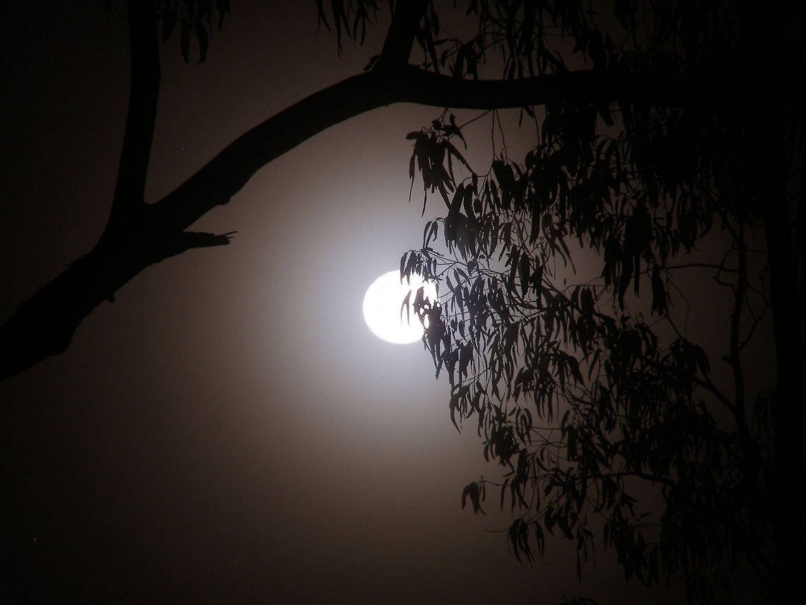 forest moonrise  Australia,Geotagged,Moon,Spring