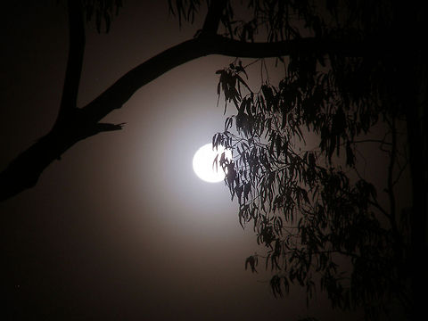 forest moonrise  Australia,Geotagged,Moon,Spring