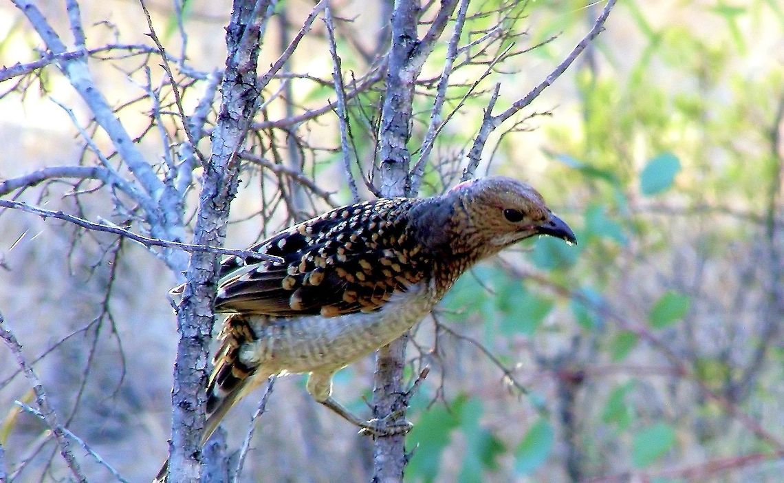 Spotted Bowerbird  Chlamydera maculata central queensland gemfields<br />
a great mimic and a highly entertaining feature on the sapphire fields they can mimic a wide range of sounds from chainsaws and car alarms to the tuning of a radio and even the sound of digging and rocks being sieved more than once ive woken to these digging sounds coming from the sapphire hole ive been working thinking someones jumped the claim when rushing down to find this culprit playing games they also like to steal anything blue or shiny from around the camp and have been known to fly away with the odd gemstone.....keeps you on your toes  and makes the day interesting sharing the sapphires with the wildlife! Australia,Chlamydera maculata,Geotagged,Spotted Bowerbird,central queensland,gemfields,mimicry