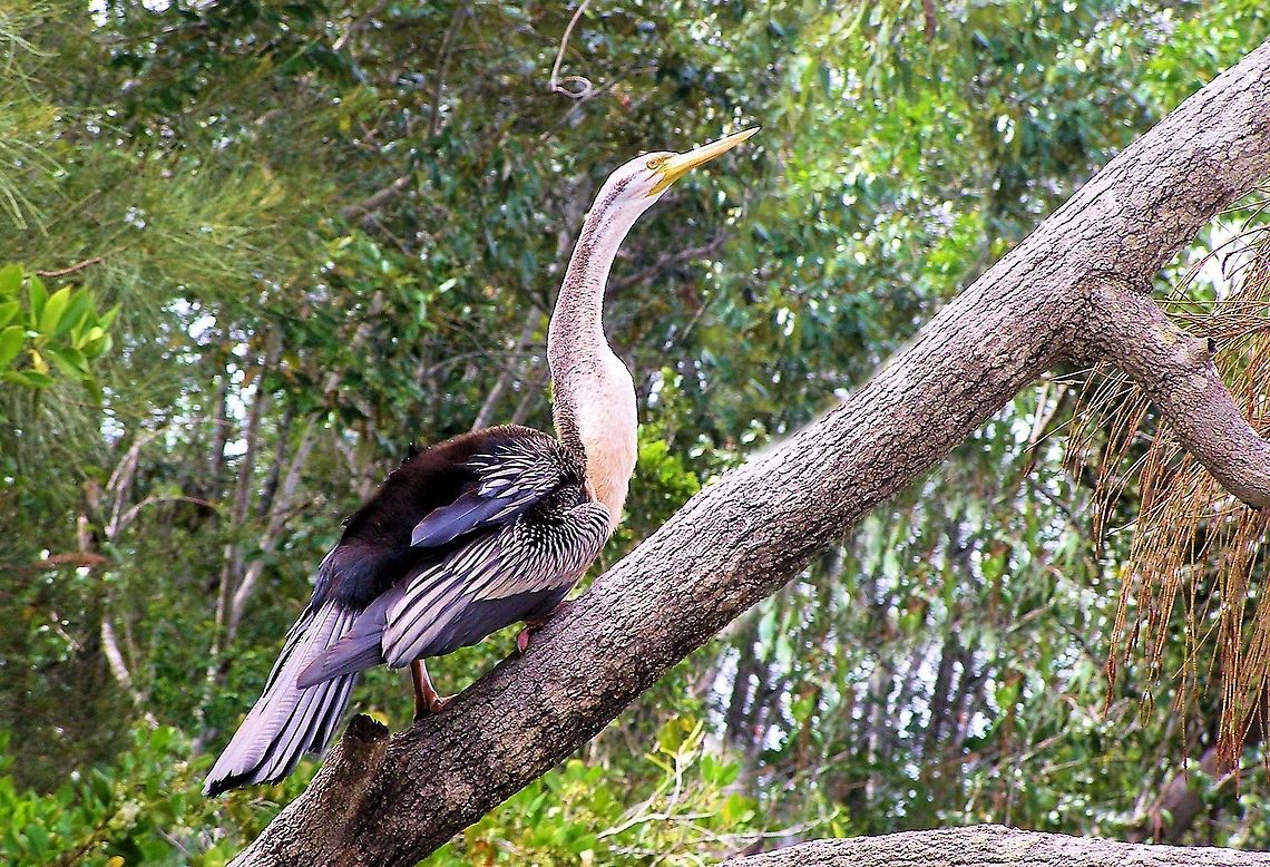 Australian Darter Anhinga novaehollandiae  baffle creek nth queensland<br />
seen about 15 kmh from the coast,local resident of baffle creek one of Queensland&rsquo;s few remaining undisturbed coastal rivers, originally named by captain cook after sending his men to collect freshwater when after miles of exploring only to find saltwater they were ...baffled as it doesnt turn into freshwater for many miles inland. ﻿ Anhinga novaehollandiae,Australasian Darter,Australia,Geotagged,baffle creek,queensland