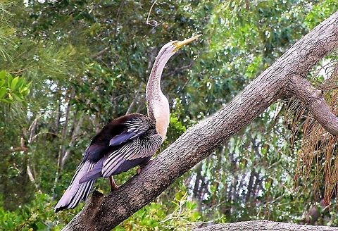 Australian Darter Anhinga novaehollandiae  baffle creek nth queensland
seen about 15 kmh from the coast,local resident of baffle creek one of Queensland&rsquo;s few remaining undisturbed coastal rivers, originally named by captain cook after sending his men to collect freshwater when after miles of exploring only to find saltwater they were ...baffled as it doesnt turn into freshwater for many miles inland. ﻿ Anhinga novaehollandiae,Australasian Darter,Australia,Geotagged,baffle creek,queensland