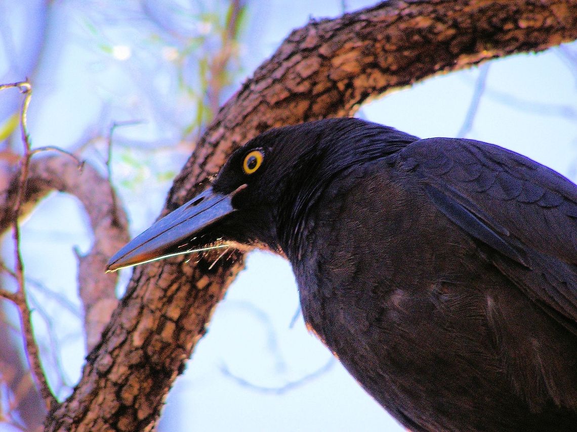 Pied Currawong   central queensland gemfields<br />
a robust and assertive bird  known to steal food and wallets left unattended, they have a melodic song and a good range of loony whistles,this one may have even been reading alfred hitchcock from the look in his eye.﻿ Australia,Geotagged,Pied Currawong,Strepera graculina,central queensland