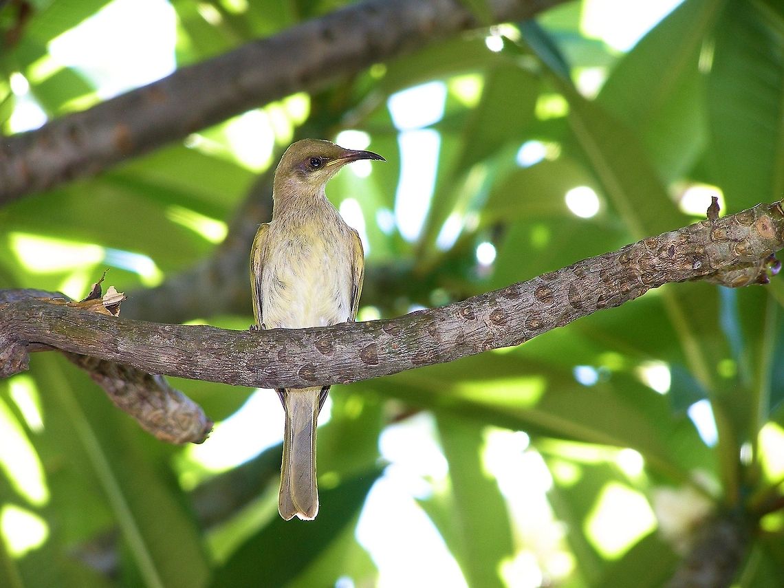 brown honeyeater  Lichmera indistincta sapphire queensland<br />
there are so many honeyeaters in australia your always finding a new one to add to the collection! ﻿ Australia,Brown Honeyeater,Geotagged,Lichmera indistincta,queensland,sapphire