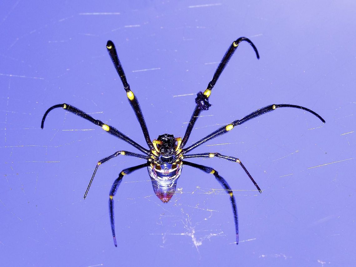 Giant Golden Orb-weaver Nephila pilipes Giant Golden Orb-weaver Nephila pilipes Atheron tableland,Australia,Geotagged,Giant Golden Orb-weaver,Nephila pilipes,far north queensland,tropics