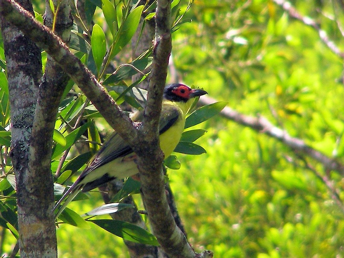 Australasian Figbird Sphecotheres vieilloti The australasian Figbird is sexually dimorphic,Males of all subspecies have a black tail with broad white tips to the outer rectrices, white crissum, blackish primaries, a black head, distinct bright red facial skin, a black bill with a red base, and pinkish legs,Females are drab-coloured, being dull brownish above, and white below with strong dark streaking.[8] They have greyish facial skin, and a greyish-black bill. Juveniles resemble females, but the streaking below is typically not as strong.<br />
photographed atherton tableland far north queensland Australasian Figbird,Australia,Geotagged,Sphecotheres vieilloti,atherton tableland,far north queensland,sexually dimorphic