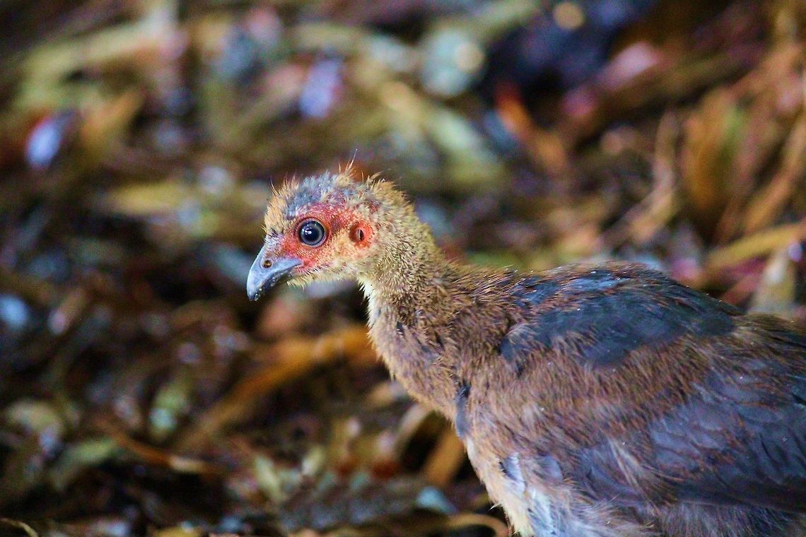 Australian Brushturkey Australian Brushturkey chick boambee beach north coast new south wales Alectura lathami,Australia,Australian Brush-turkey,Bush-turkey,Geotagged,Scrub Turkey