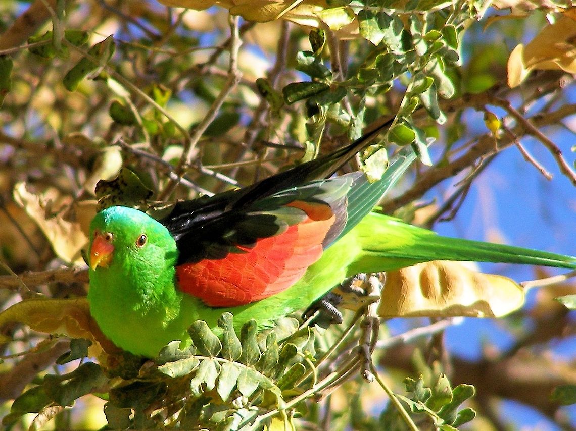 Red-winged Parrot Aprosmictus erythropterus  central queensland gemfields<br />
these beautifully coloured parrots are related to the king parrot, usually seen in pairs or just booting through the forest a fast low flyer, flashing their red wings as they go, only coming to ground to drink but being into berries flowers and insects will happily feed nearby for a good photo op!﻿ Aprosmictus erythropterus,Australia,Geotagged,Red-winged Parrot,central queensland gemfields
