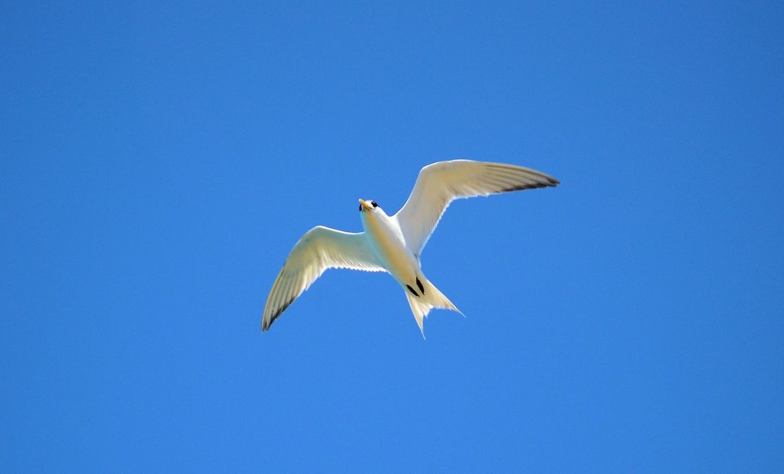 Little Tern Sternula albifrons photographed at Urunga new south wales in the mouth of the Kalang River busily plunge diving with numerous friends and some Crested Terns a real joy to watch them feed!  Australia,Geotagged,Kalang River,Little Tern,Sternula albifrons,Urunga,new south wales