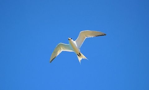 Little Tern Sternula albifrons photographed at Urunga new south wales in the mouth of the Kalang River busily plunge diving with numerous friends and some Crested Terns a real joy to watch them feed!  Australia,Geotagged,Kalang River,Little Tern,Sternula albifrons,Urunga,new south wales