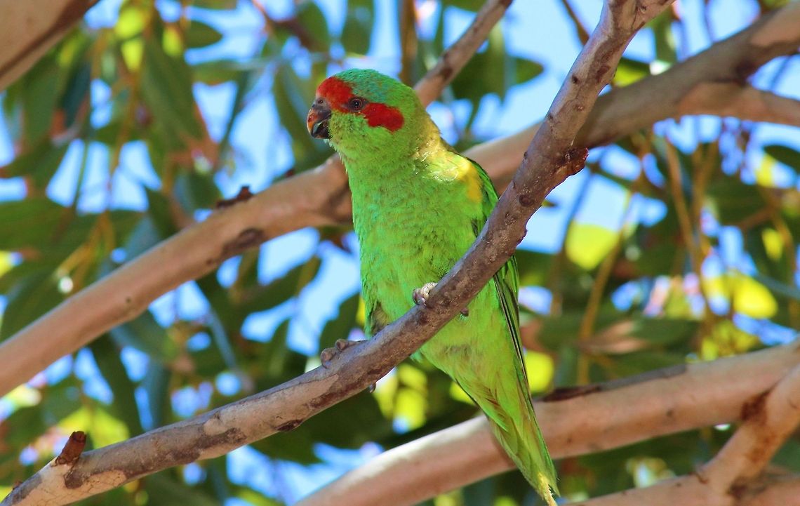 Musk Lorikeet (Glossopsitta concinna) photographed in Seaford South Australia  Australia,Geotagged,Glossopsitta concinna,Musk Lorikeet,Seaford,South Australia