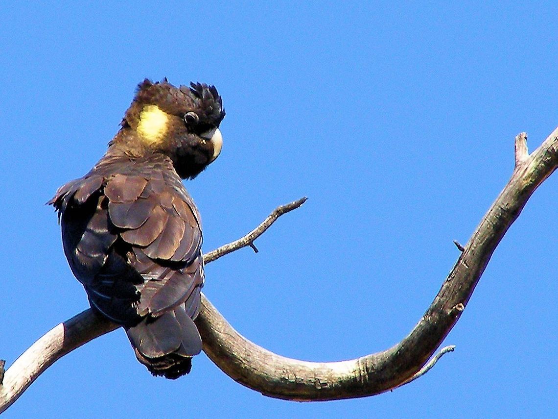 Yellow-tailed Black Cockatoo Calyptorhynchus funereus photographed Central Queensland Gemfields west of Rubyvale Australia,Calyptorhynchus funereus,Central Queensland,Gemfields,Geotagged,Rubyvale,Yellow-tailed Black Cockatoo