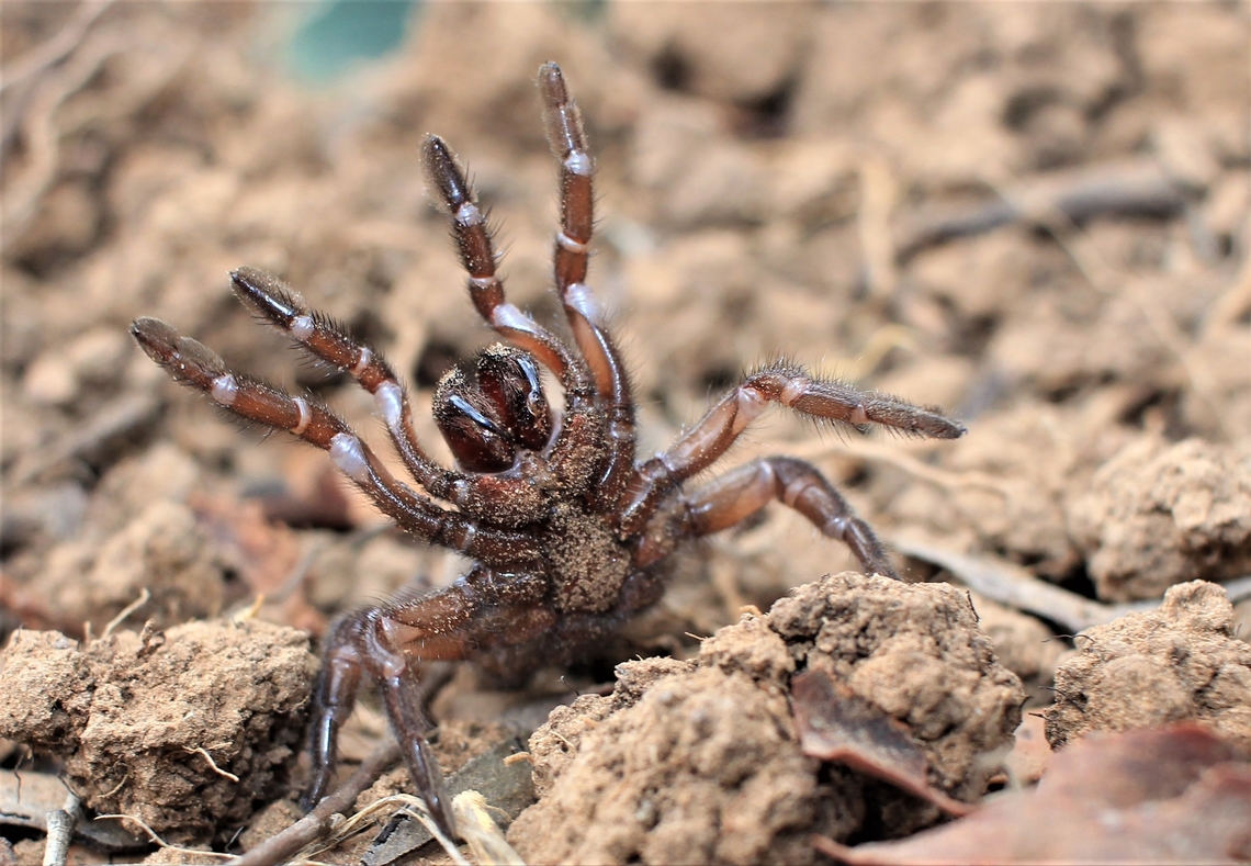 trapdoor spider common trapdoor spider often accidentally disturbed while digging garden beds they live in burrows 32cm deep and hunt using trip lines that they run out from their holes scary looking but only mildly venomous.... Australia,Geotagged,Idiosoma sigillatum,Idiosoma sp.,Summer,Trapdoor,south australia,spider