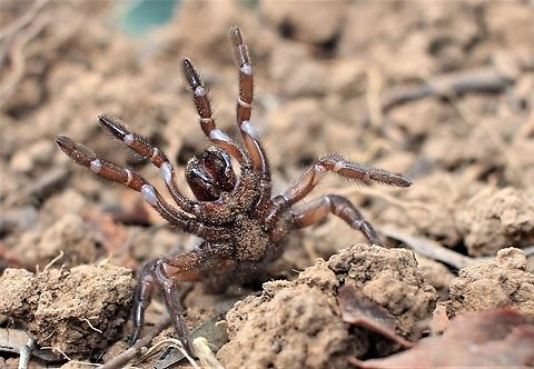 trapdoor spider common trapdoor spider often accidentally disturbed while digging garden beds they live in burrows 32cm deep and hunt using trip lines that they run out from their holes scary looking but only mildly venomous.... Australia,Geotagged,Idiosoma sigillatum,Idiosoma sp.,Summer,Trapdoor,south australia,spider