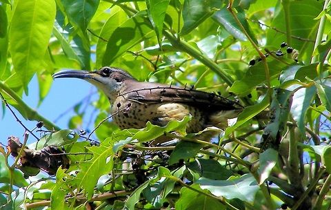 Victoria&rsquo;s Riflebird (Ptiloris victoriae) photographed Gillies Range Atherton Tableland Far North Queensland Atherton Tableland,Australia,Far North Queensland,Geotagged,Gillies Range,Ptiloris victoriae,Victorias Riflebird