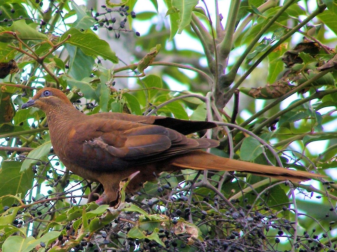 Brown Cuckoo-Dove Macropygia amboinensis photographed Gillies Range Atherton Tableland Far North Queensland Atherton Tableland,Australia,Far North Queensland,Geotagged,Gillies Range,Macropygia amboinensis,Slender-billed Cuckoo-Dove