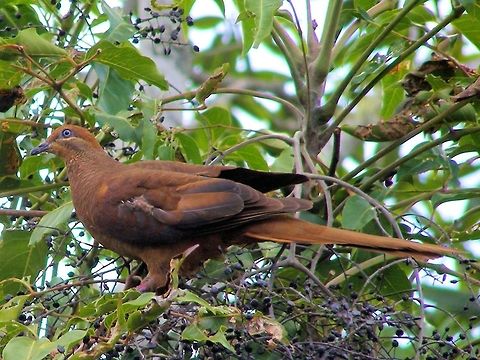 Brown Cuckoo-Dove Macropygia amboinensis photographed Gillies Range Atherton Tableland Far North Queensland Atherton Tableland,Australia,Far North Queensland,Geotagged,Gillies Range,Macropygia amboinensis,Slender-billed Cuckoo-Dove