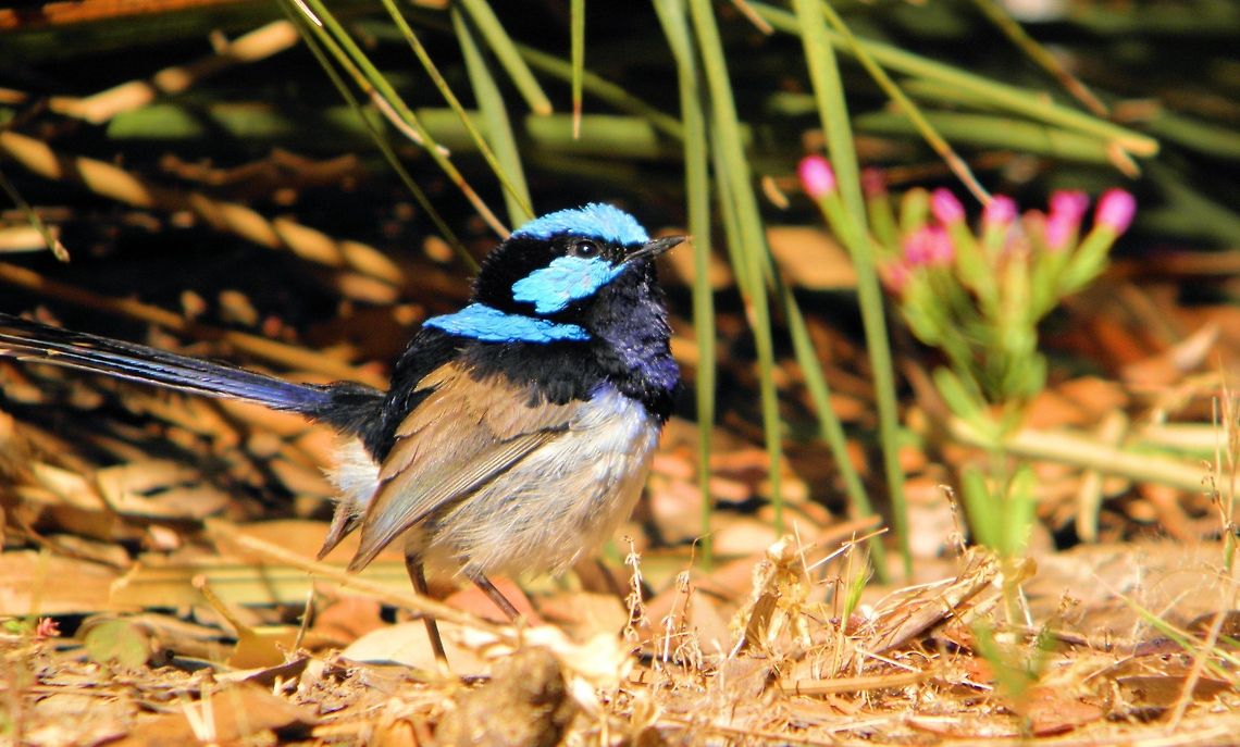 Superb Fairywren  Malurus cyaneus Photographed  at Deep Creek Conservation Park  South Australia<br />
often seen with several females these beautiful wrens will come right into your campsite and happily feed and hang around right at your feet so much that you have to be careful not to step on them!﻿ Australia,Deep Creek Conservation Park,Geotagged,Malurus cyaneus,South Australia,Superb Fairywren