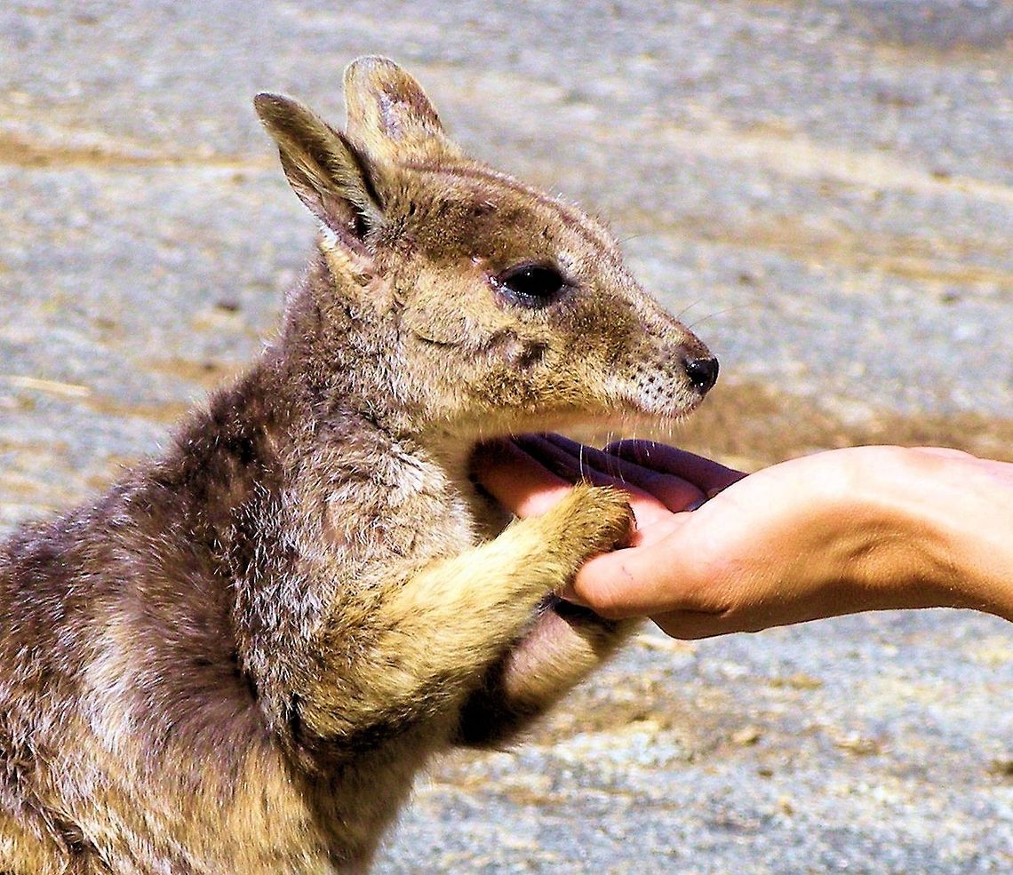 Mareeba rock-wallaby Petrogale mareeba  Photographed at granite gorge mareeba far north queensland these beautiful little wallabies are the resident stars of granite gorge park a privately owned and run park where you can camp and walk the gorge and hang out with nature  Australia,Geotagged,Mareeba rock-wallaby,Petrogale mareeba,far north queensland,granite gorge
