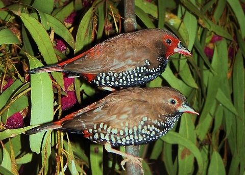 painted firetail finches Emblema pictum these beautiful little finches are a commonly kept bird in australia as they are hardy and breed well the one thing they love to do is build nests ....they say theyd build a nest in your pocket if you stood still long enough and are known to land on your camera in the wild they are very friendly and a real joy! Australia,Emblema pictum,Geotagged,Painted Finch