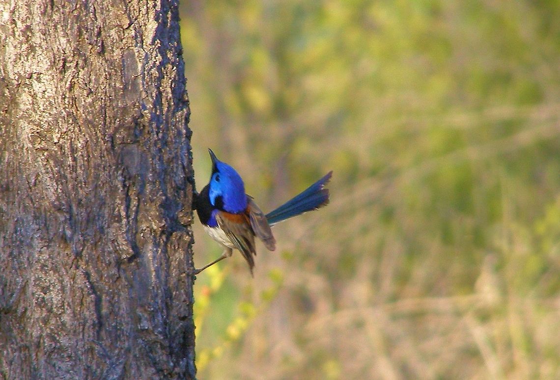 variegated fairywren Malurus lamberti Photographed on the Central Queensland Gemfields at the Washpool Fossicking fields  Australia,Central Queensland Gemfields,Geotagged,Malurus lamberti,Variegated Fairywren