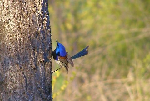 variegated fairywren Malurus lamberti Photographed on the Central Queensland Gemfields at the Washpool Fossicking fields  Australia,Central Queensland Gemfields,Geotagged,Malurus lamberti,Variegated Fairywren