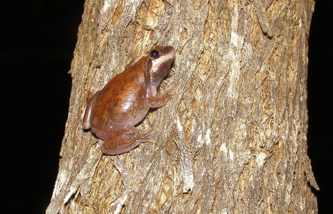 Desert Tree Frog Litoria rubella Photographed at Baffle Creek Queensland these beautiful little tree frogs come in a big range of colours depending how wet or dry their environment happens to be  Australia,Baffle Creek,Desert tree frog,Geotagged,Litoria rubella,Queensland