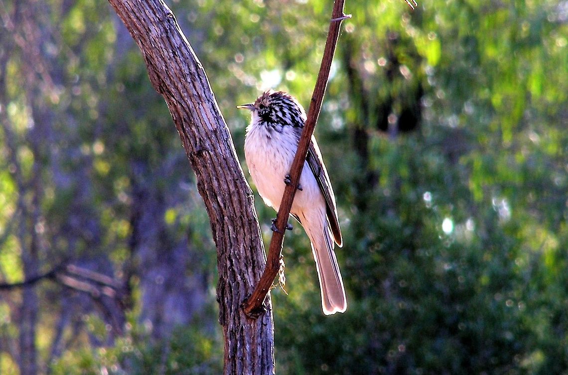 Striped Honeyeater (Plectorhyncha lanceolata) photographed on the Central Queensland Gemfields a wonderful place for digging sapphires and zircons but and even better place for bird lovers with over 400 species recorded for the area theres no shortage of adventure and fun in spotting and photographing some of australia wonderful birdlife ...Queensland is home to 630 out of 815 bird species in australia Australia,Central Queensland Gemfields,Geotagged,Plectorhyncha lanceolata,Striped Honeyeater