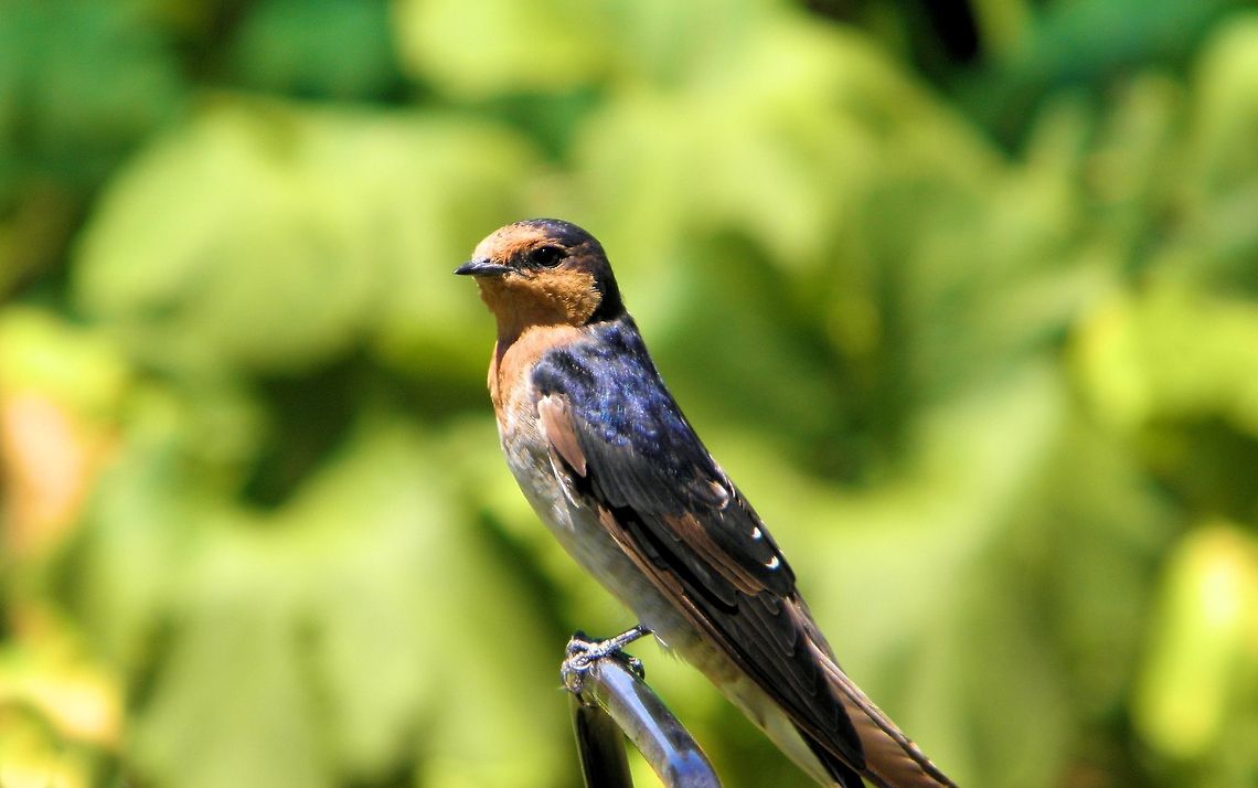 Welcome Swallow (Hirundo neoxena) Photographed at Moana Beach South Australia and a common backyard visitor in south australia and very user friendly often seen swooping and feeding on insects even swarming around you when walking through the parklands chasing the insects being disturbed as you go ,ive had up to a dozen of them at a time feeding at my feet  Australia,Geotagged,Hirundo neoxena,South Australia,Welcome Swallow