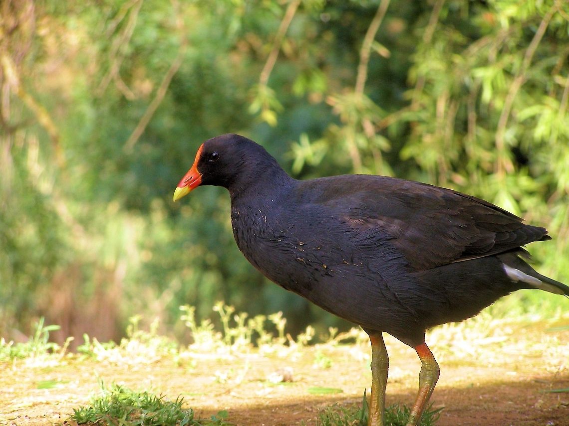 Dusky Moorhen (Gallinula tenebrosa) photographed in the Clare Valley of south australia Australia,Dusky Moorhen,Gallinula tenebrosa,Geotagged,south australia