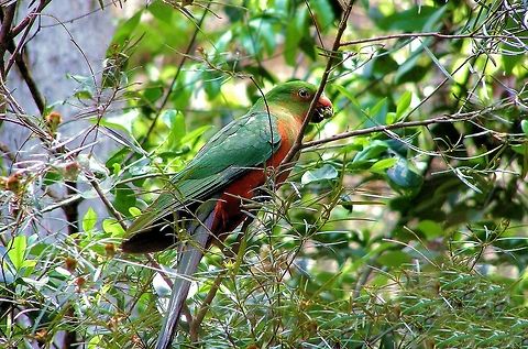 Australian King Parrot Alisterus scapularis photographed at Cania Gorge in Queensland this male juvenile was happily feeding and not at all interested in giving me a clear shot still a great moment to share and enjoy seeing one of these beautiful parrots in his natural environment just doing his thing! Alisterus scapularis,Australia,Australian king parrot,Cania Gorge,Geotagged,Queensland