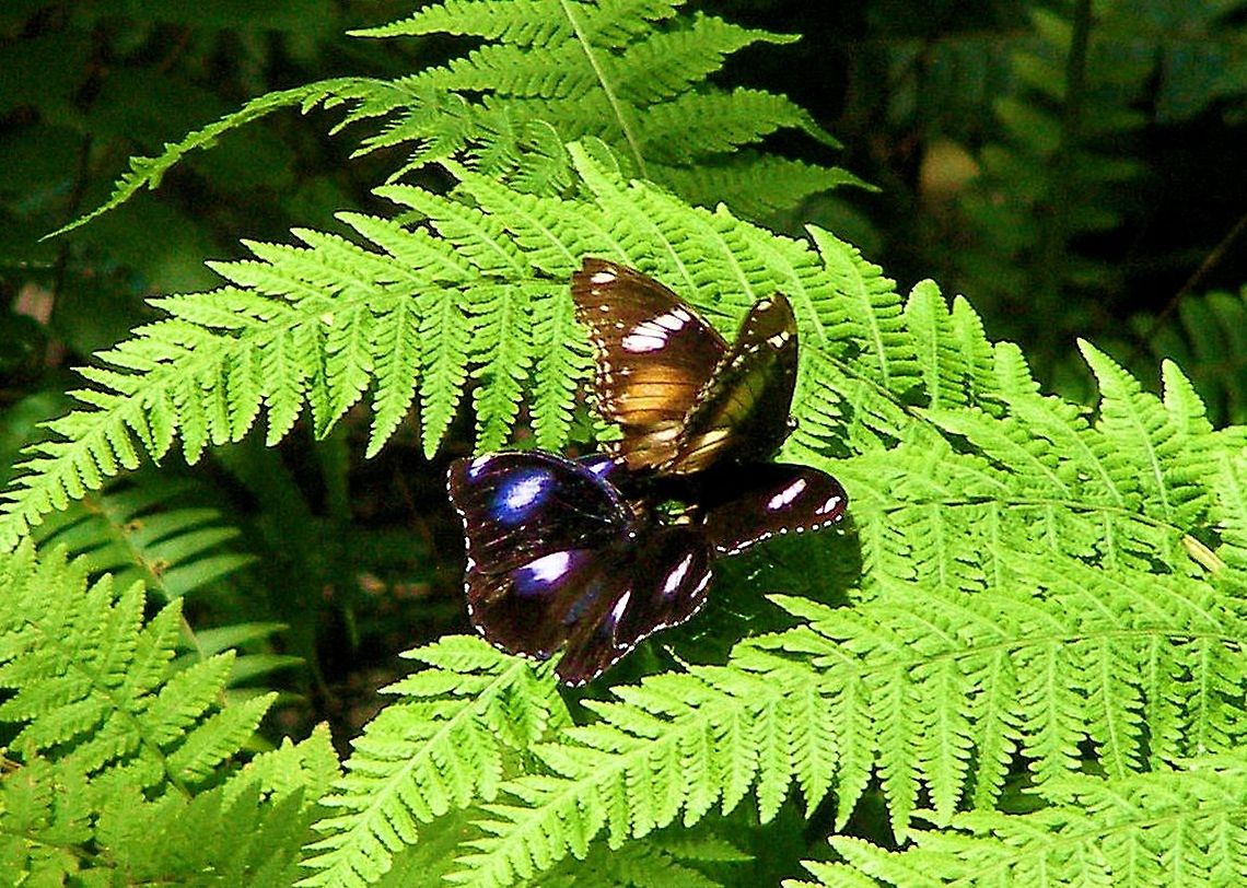Great Eggfly Butterfly Hypolimnas bolina Photographed at Kuranda far north queensland Australia,Butterfly,Geotagged,Great Eggfly,Hypolimnas bolina,Kuranda,far north queensland
