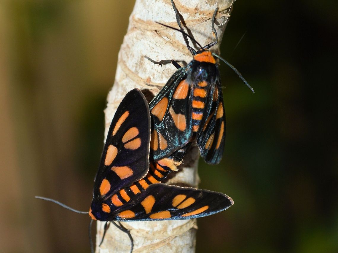 Amata sp. moth photographed north coast new south wales toormina....often while mating,maybe the one time they sit still long enough! Amata,Arctiinae,Australia,Erebidae,Geotagged,Noctuoidea,new south wales